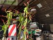 Henificador - Claas - volto 900 t