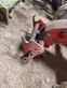 Telescopica - Manitou - mlt 629 turbo
