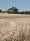 Cosechadora de Cereal - Fendt - 5255L
