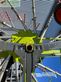 Henificador - Claas - liner 2800