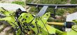 Cortacésped manual - Claas - disco 8500