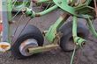 Henificador - Krone - kwt 8.50/8