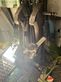 Cabezal - Claas - cornspeed 6-75c