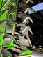 Cosechadora de Cereal - Krone - big x 630