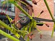 Henificador - Claas - volto 800