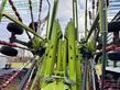 Henificador - Claas - liner 4700 business pro, nur 153 h !