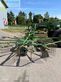 Rastrillo - Krone - swadro 2000