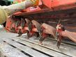 Grada rotativa - Maschio - zappatrice
