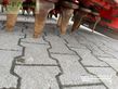 Grada rotativa - Maschio - dominator dm 3000 combi