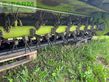 Cortacésped manual - Claas - disco 3200 fc + 1100 c
