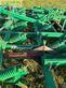Cultivador - Regent - tukan msg 450 ns