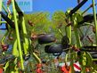 Henificador - Claas - volto 900 t