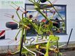 Henificador - Claas - wender volto 800