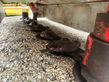 Cortacésped manual - Lely - splendimo 320 f