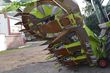 Cabezal - Claas - orbis 900 transportsystem
