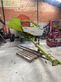 Cabezal - Claas - c 540