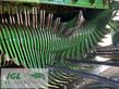 Empacadora gigant - Krone - comprima cv 150 plus (rp801-35)