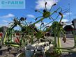 Henificador - Claas - volto 770 t