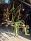 Rastrillo - Claas - liner 780 profil