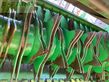 Empacadora gigant - John Deere - 592 high flow-14 messer