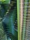 Empacadora gigant - Krone - comprima cv 150 xc
