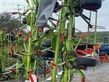 Henificador - Claas - VOLTO 1100