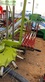 Rastrillo - Claas - liner 500
