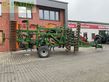 Cultivador - Amazone - ceus 5000-2tx & greendrill 500 h