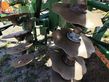 Cultivador - Amazone - catros 5501-t