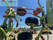 Henificador - Claas - volto 870