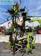 Henificador - Claas - volto 1100