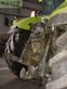 Tractor agrícola - Claas - axion 850 cebis