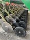 Combinado de siembra - Regent - seedstar rsm-g 312ds + orbit 3000m