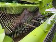 Empacadora gigant - Claas - quadrant 2200 rc