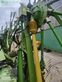 Rastrillo - Krone - swadro 1400