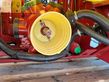 Atomizador - Hardi - master 1000l