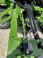 Sembradora monograno mecanica - Amazone - precea 4500-2cc super
