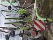 Henificador - Claas - LINER 2900