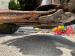 Cortacésped manual - Claas - disco 3100fc aufbereiter aus 2012
