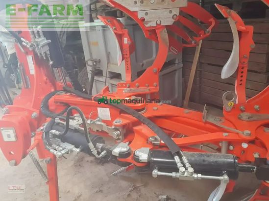 Arado - Maschio - unico m passo 4