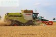 Cosechadora de Cereal - Claas - lexion 780 tt *allrad* + v1230