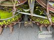 Cabezal - Claas - orbis 900