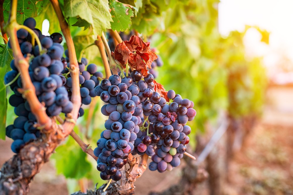 Wine and Food Tour in United Kingdom, York