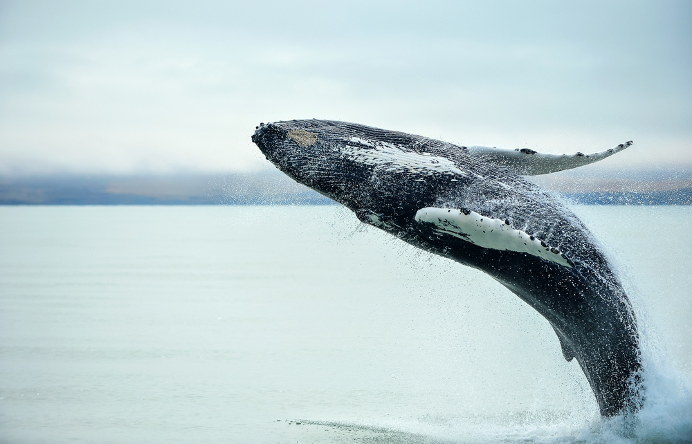 Whale Watching in Iceland