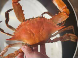 Premium Seafood Guaranteed