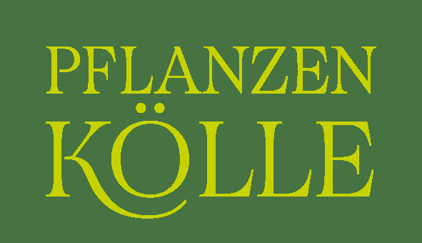thuja 180 200 Thuja occidentalis 'Brabant' Konifere (Lebensbaum) | 175-200 cm im Topf