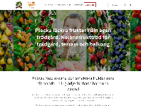 salbei plant Salbei - Samenfestes Saatgut