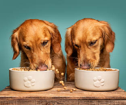 Tail-Waggingly Tasty!