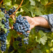 100% viticulture durable !