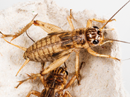 Guaranteed to arrive alive!